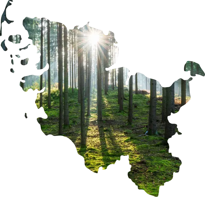 Sonnenbeschienener Nadelwald in der Form der Landkarte von Schleswig-Holstein