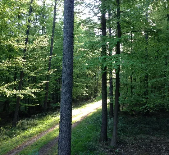 Waldweg zwischen hohen Nadelbäumen