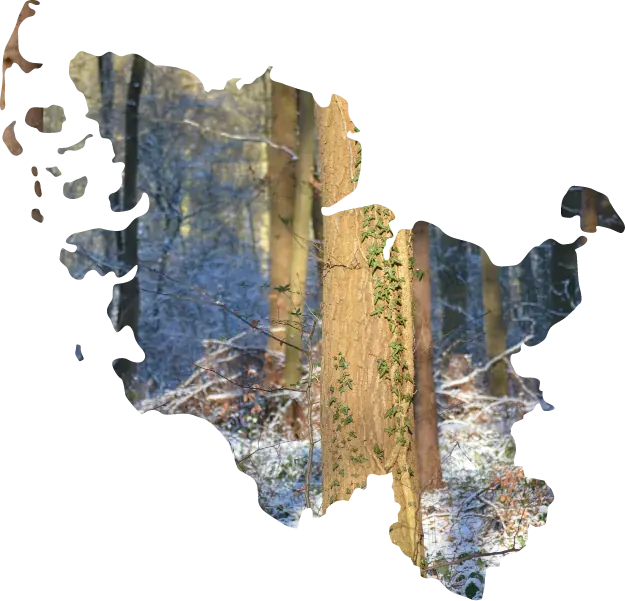 Winterlicher Laubwald in der Form der Landkarte von Schleswig-Holstein