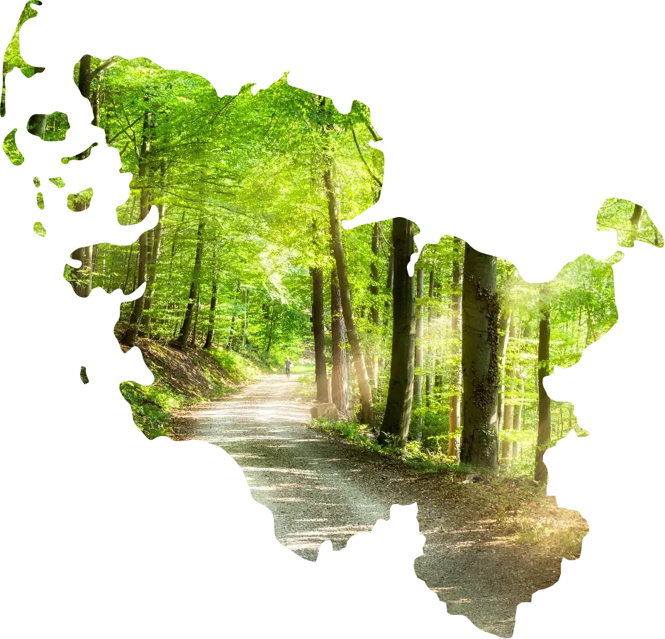 Waldweg mit Sonnenlicht in der Form der Landkarte von Schleswig-Holstein
