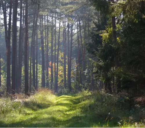 Lichter Kiefernwald mit grasbewachsenem Weg