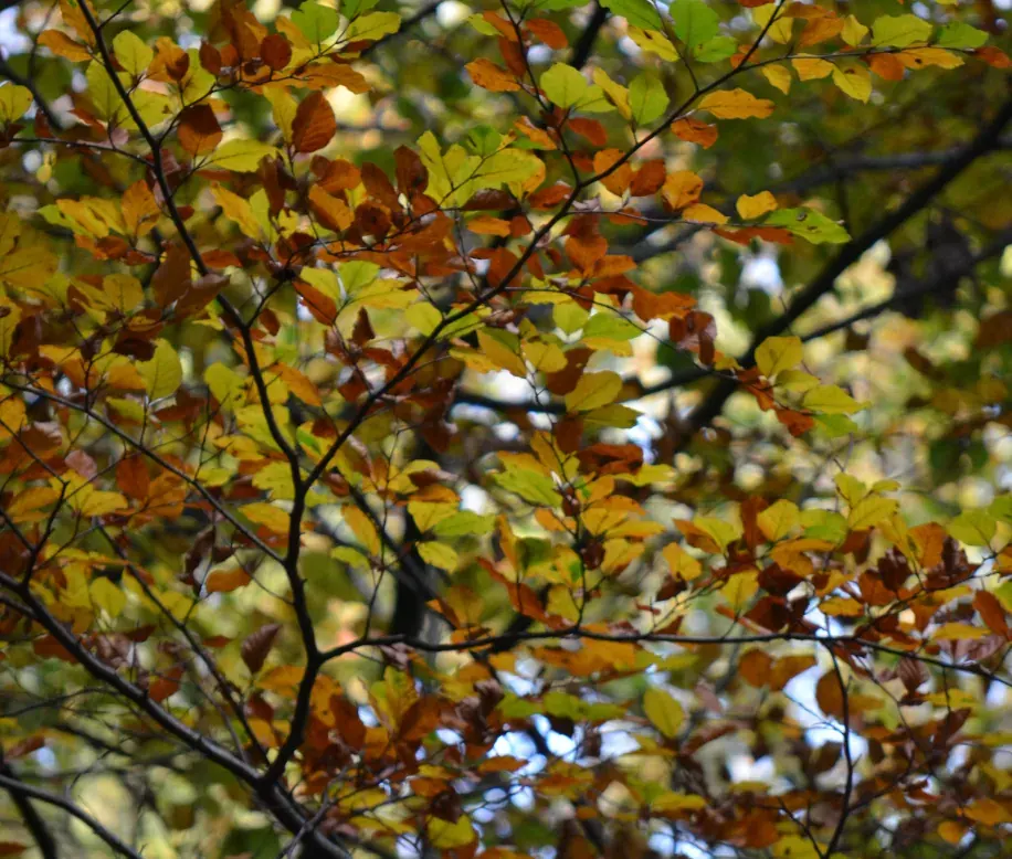 Buchenzweige mit herbstlich gefärbtem Laub