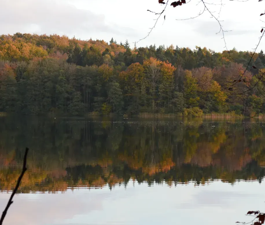 Herbstlicher Mischwald, der sich in einem See spiegelt