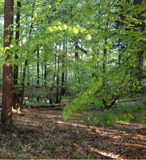 Sonnenbeschienener Laubwald mit lichtem Unterholz