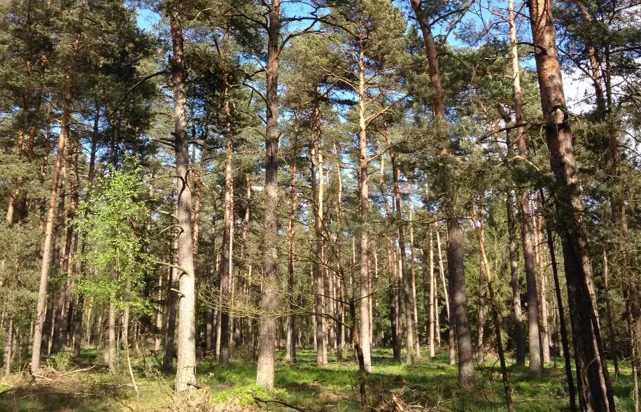 Kiefernwald mit hohen, schlanken Stämmen und grünem Unterwuchs