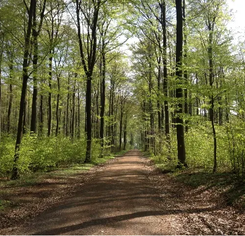 Breiter Waldweg zwischen hohen Laubbäumen