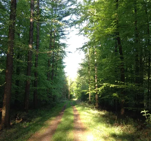 Grasbewachsener Waldweg zwischen Buchen und Fichten