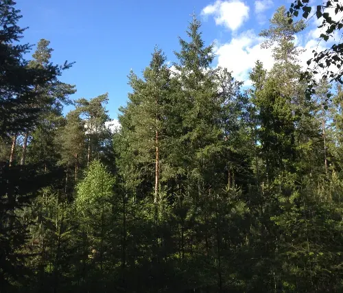 Nadelbäume vor blauem Himmel mit Wolken