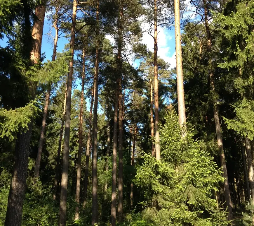 Blick in die Kronen hoher Kiefern und Fichten bei blauem Himmel